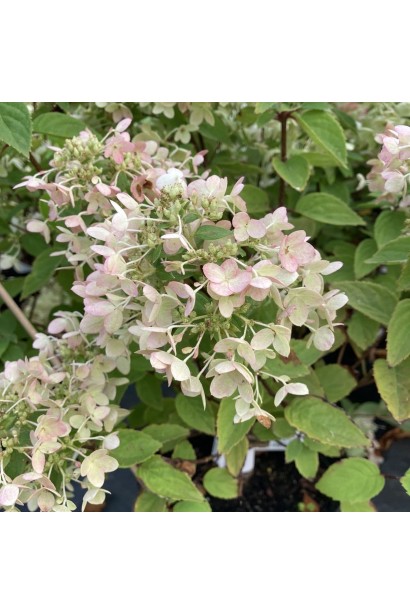 Hydrangea paniculata Living Touch of Pink